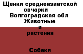 Щенки среднеазиатской овчарки.  - Волгоградская обл. Животные и растения » Собаки   